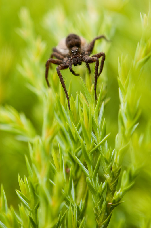 паук