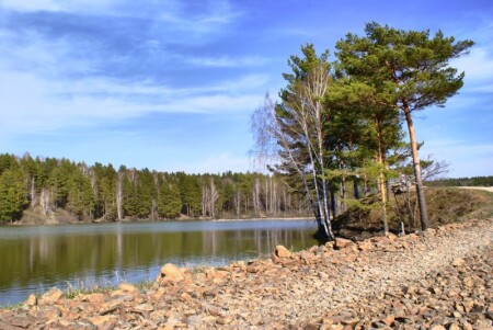 Сосны у реки