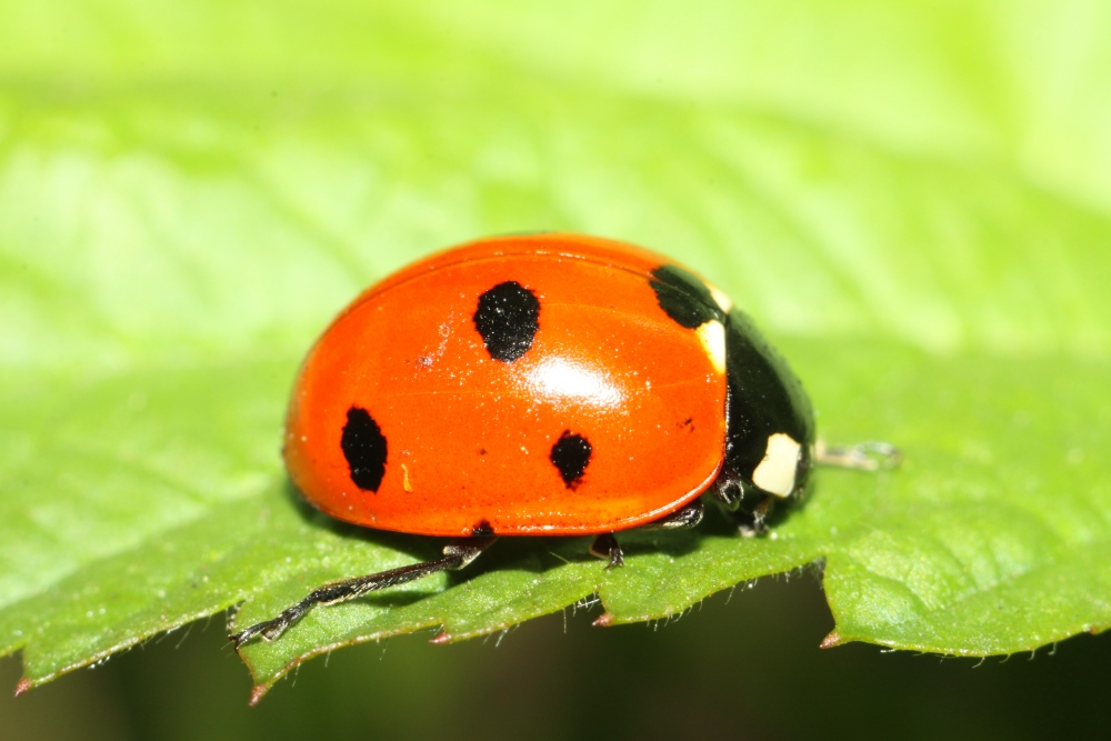 Божьи коровки (лат. Coccinellidae)