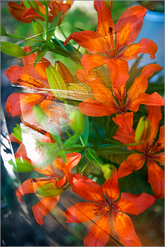 Flowers on a fence