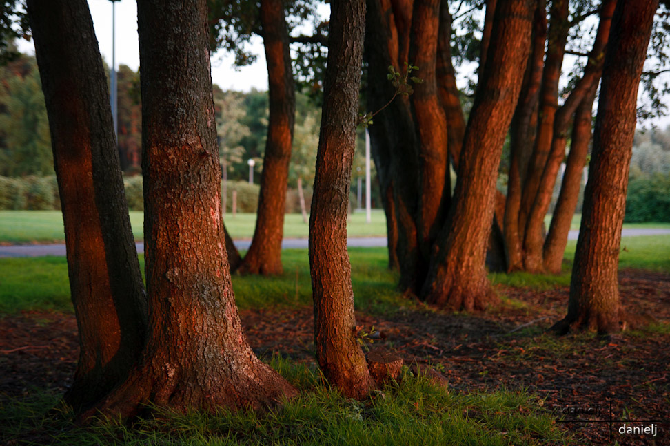 The trees under sunset