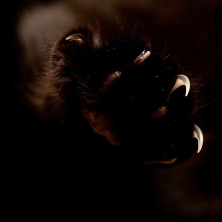 Cat & Cocteau