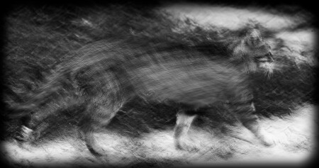 из жизни кота...