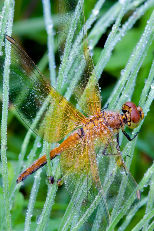 Gomphus flavipes