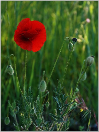 Вслед за Солнцем [3256]