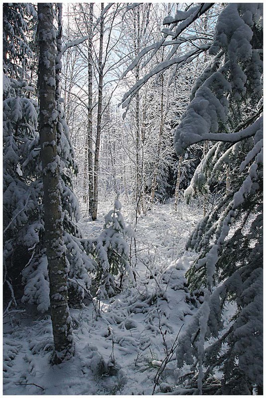 Первый снег в тайге