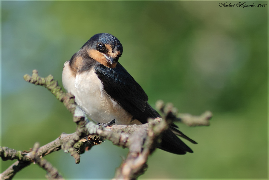 Деревенская ласточка, или косатка (Hirundo rustica)