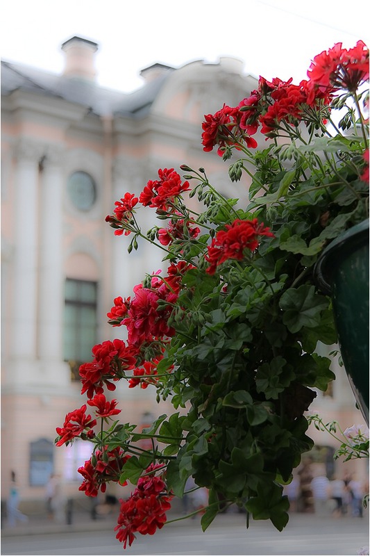 Городские цветы