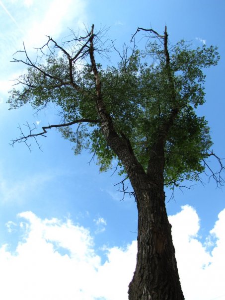 Tree and the sky