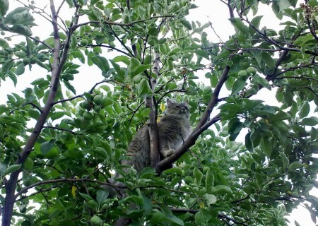 Кошка в яблоках
