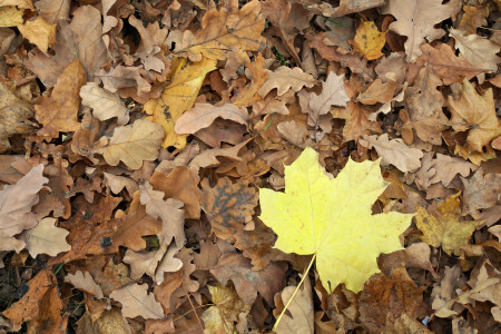 "... Осень, осень, лес остыл и листья сбросил..."