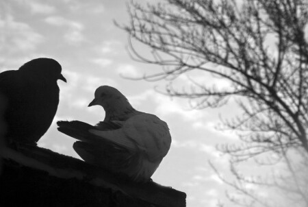 Любовь и голуби