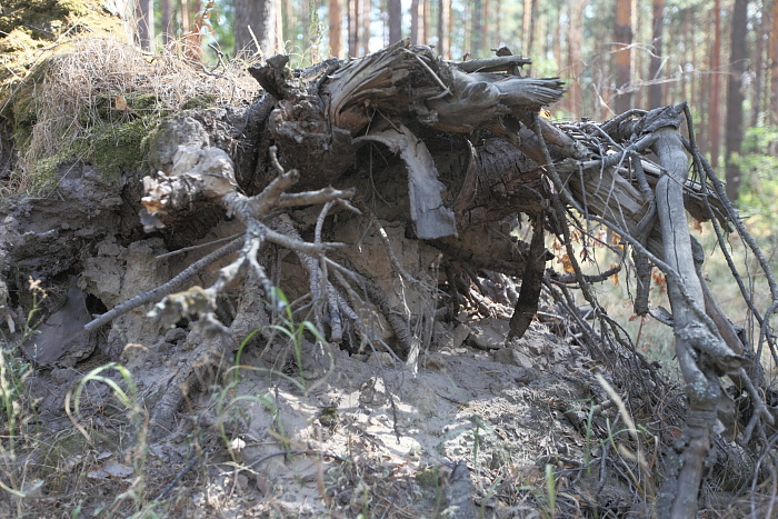 Леший на прогулке