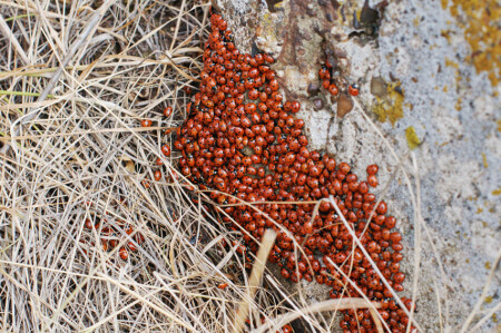 &amp;quot;Коровье стадо&amp;quot;