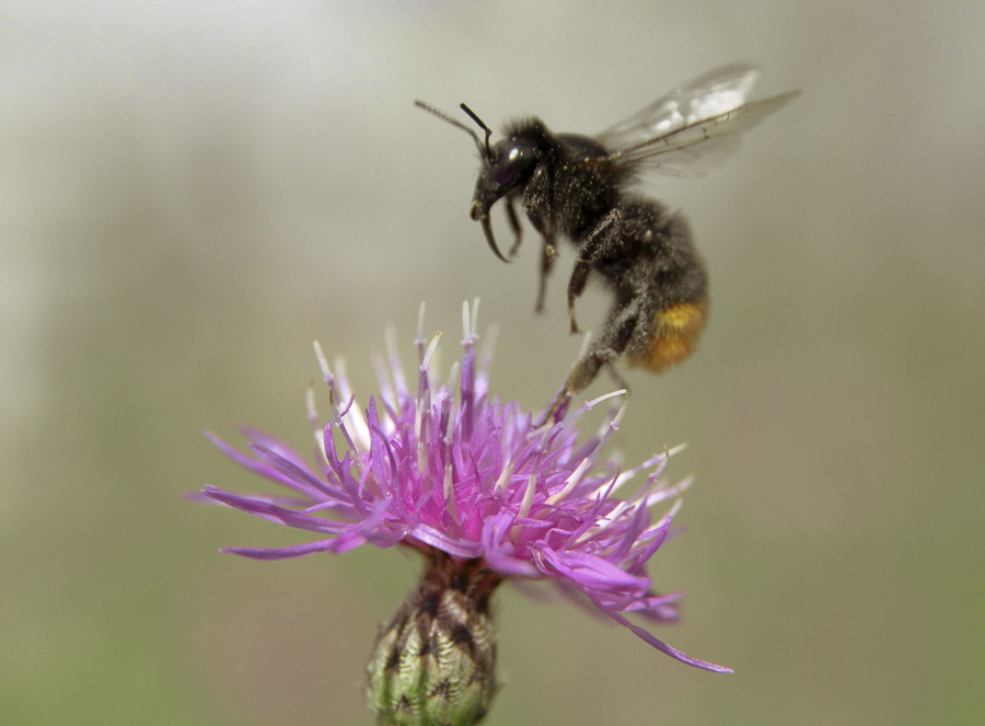 Bombus Lapidarius или шмель