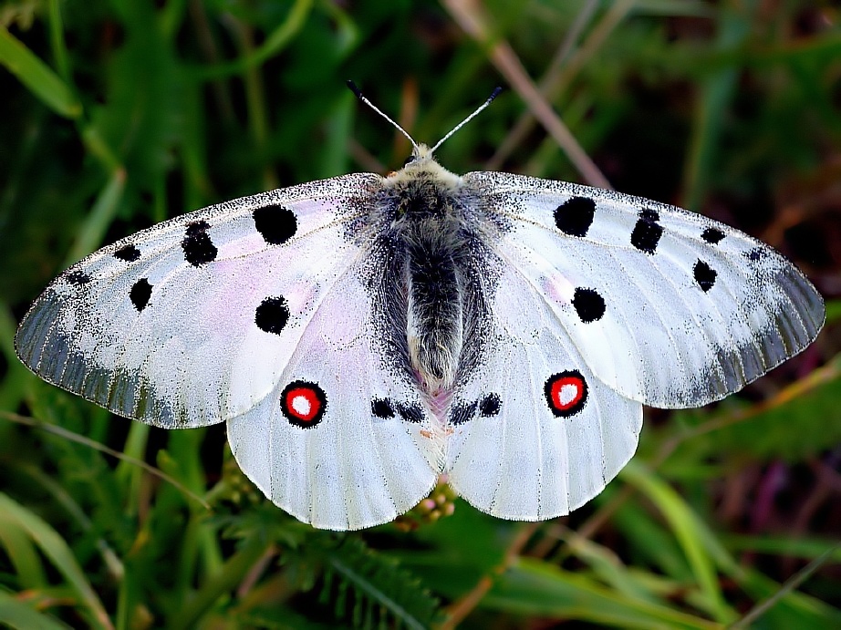 Parnassius apollo