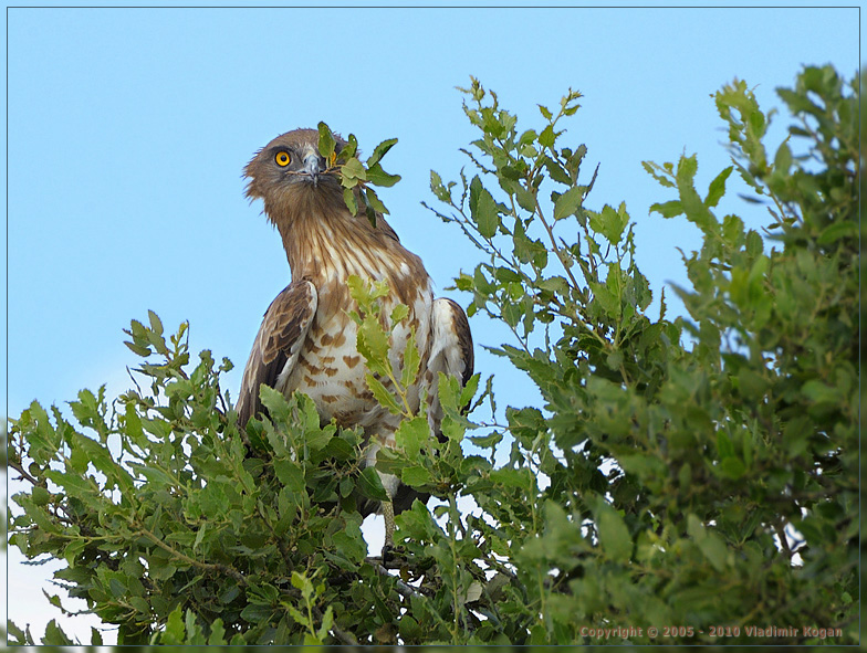 Short-toed Eagle: Портрет змееяда