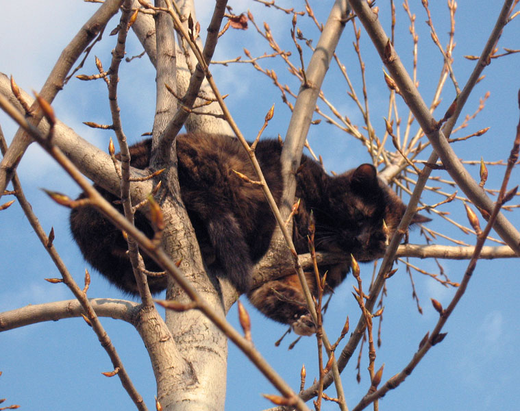 мартовский кот