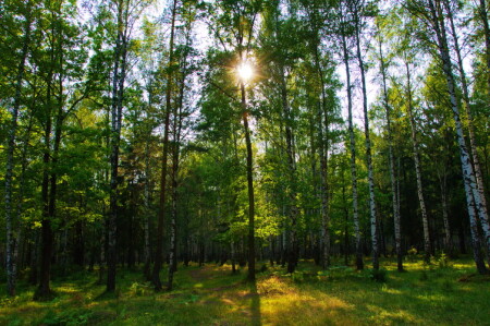 Вечерний лес