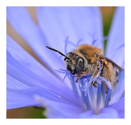 пчелка Майя)