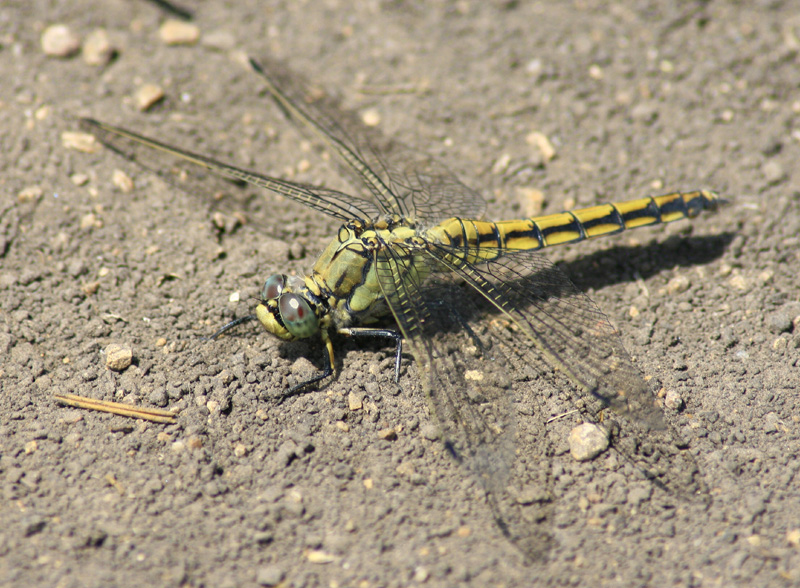 Dragonfly