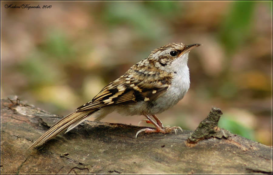 Обыкновенная пищуха (Certhia familiaris)