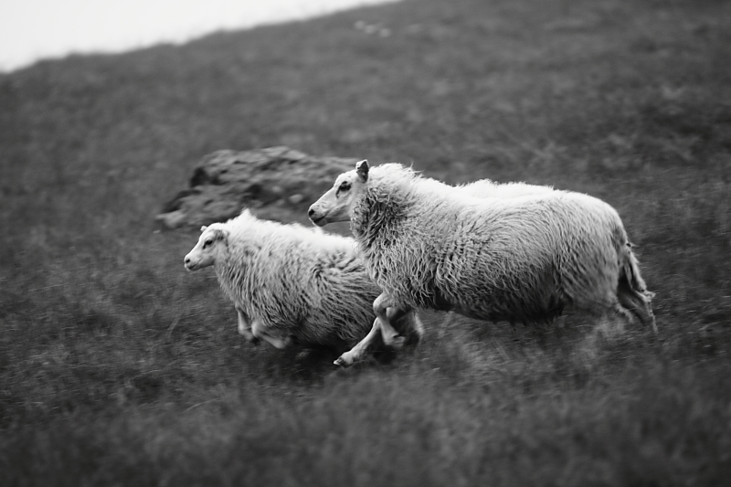 Sheep Races