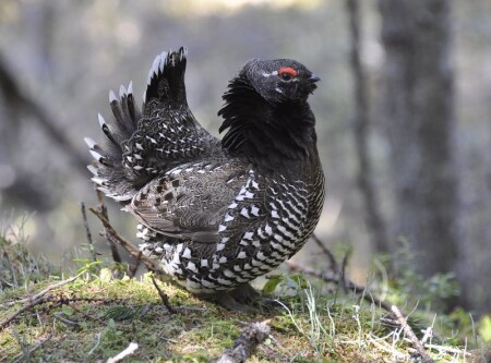 Дикуша (Falcipennis falcipennis)