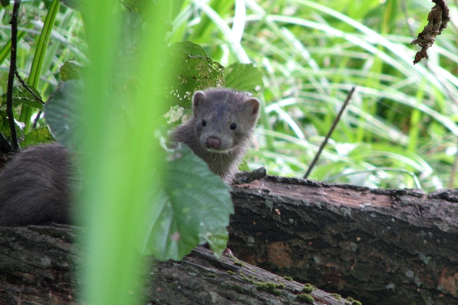 Ласка (лат. Mustela nivalis)