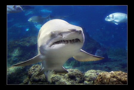 Shark