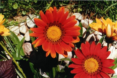 цветочек-солнышко