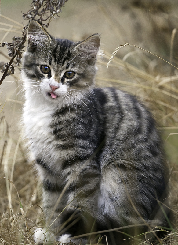 Котенок показывающий язычек