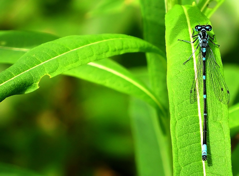 Coenagrion