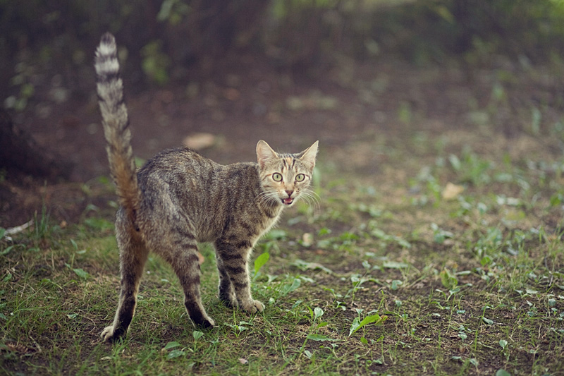 хиШник)