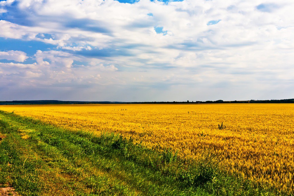 Украинское поле