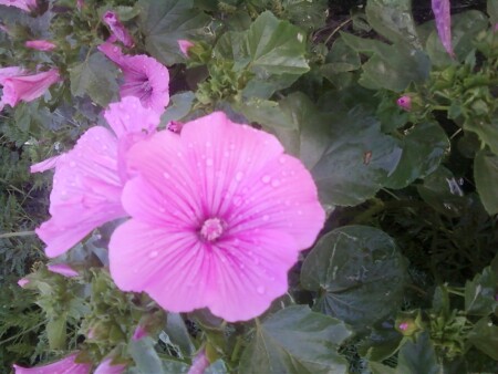 розовый ц.....