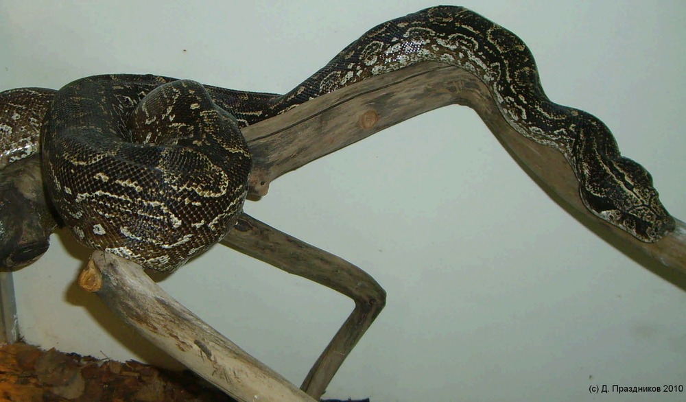 Сетчатый питон (Python reticulatus)