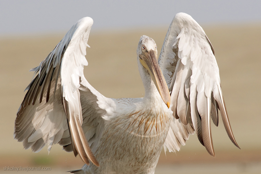 WildLifeTravel. Кудрявый пеликан