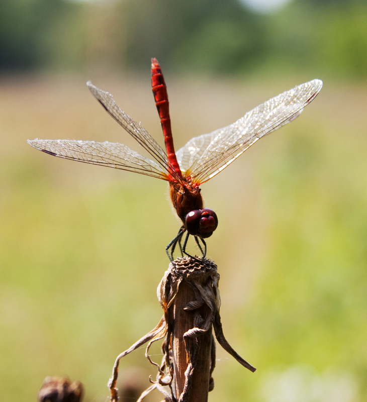 Dragonfly