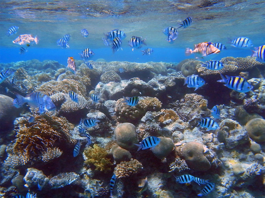 Эйлат, Красное море. Рыби-сержант (Abudefduf saxatilis)