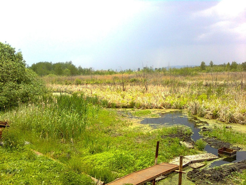 Болото в деревне высохло ((