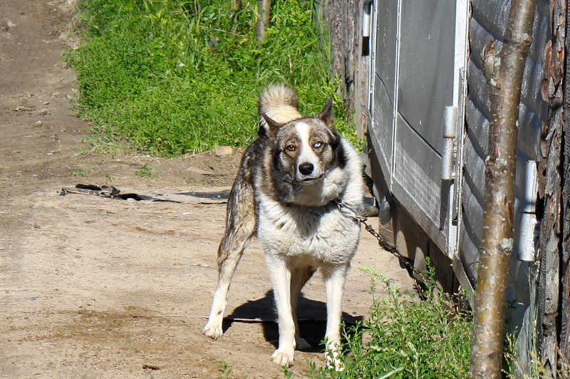 Собака с разными глазами.