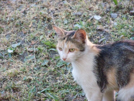 Срущая кошка