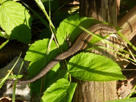 Двухвостая