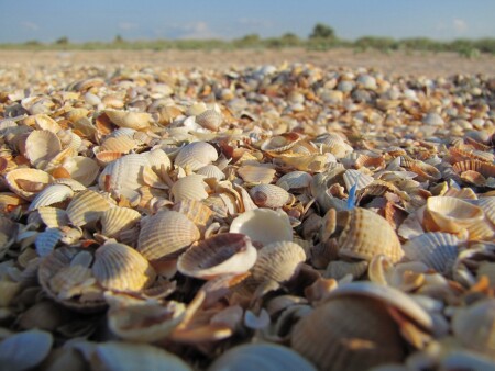 берег из ракушек