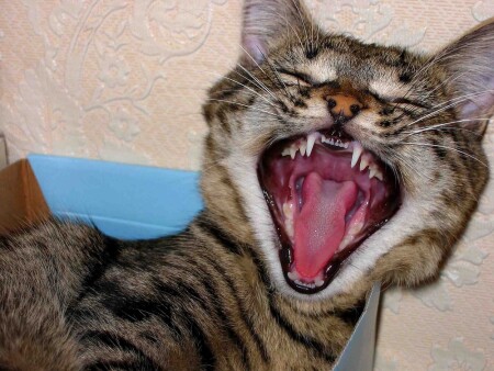 Рааазбудили...