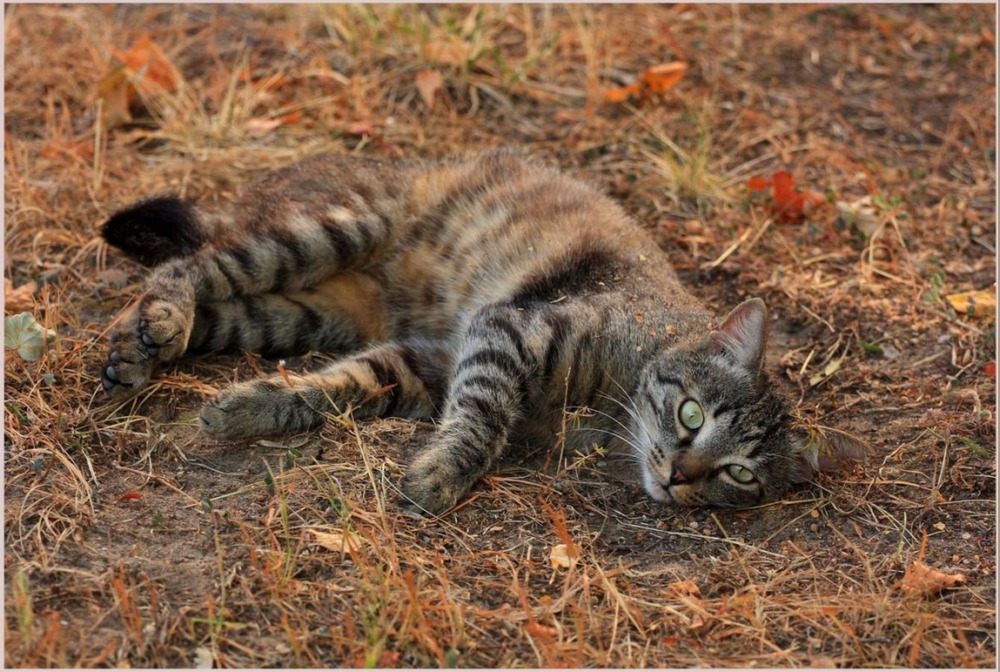 Кот, который сам по себе.