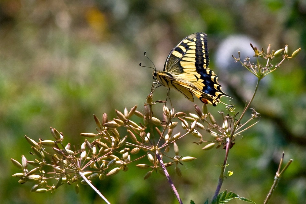 МАХАОН (PAPILIO MACHAON)