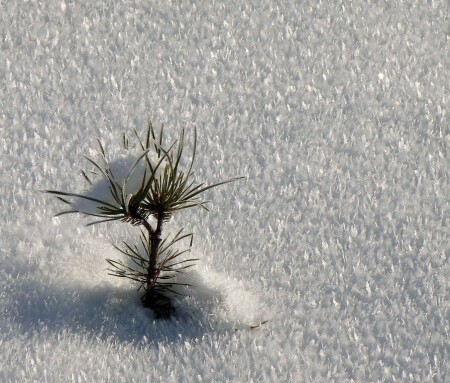 Растущая елочка