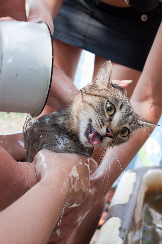 Купание серого кота